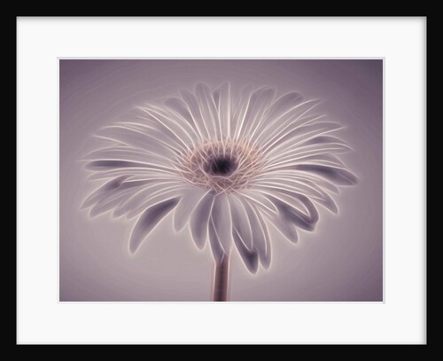 Gerbera flower by Assaf Frank